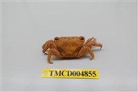 藏品(斯氏刮削蟹)的圖片